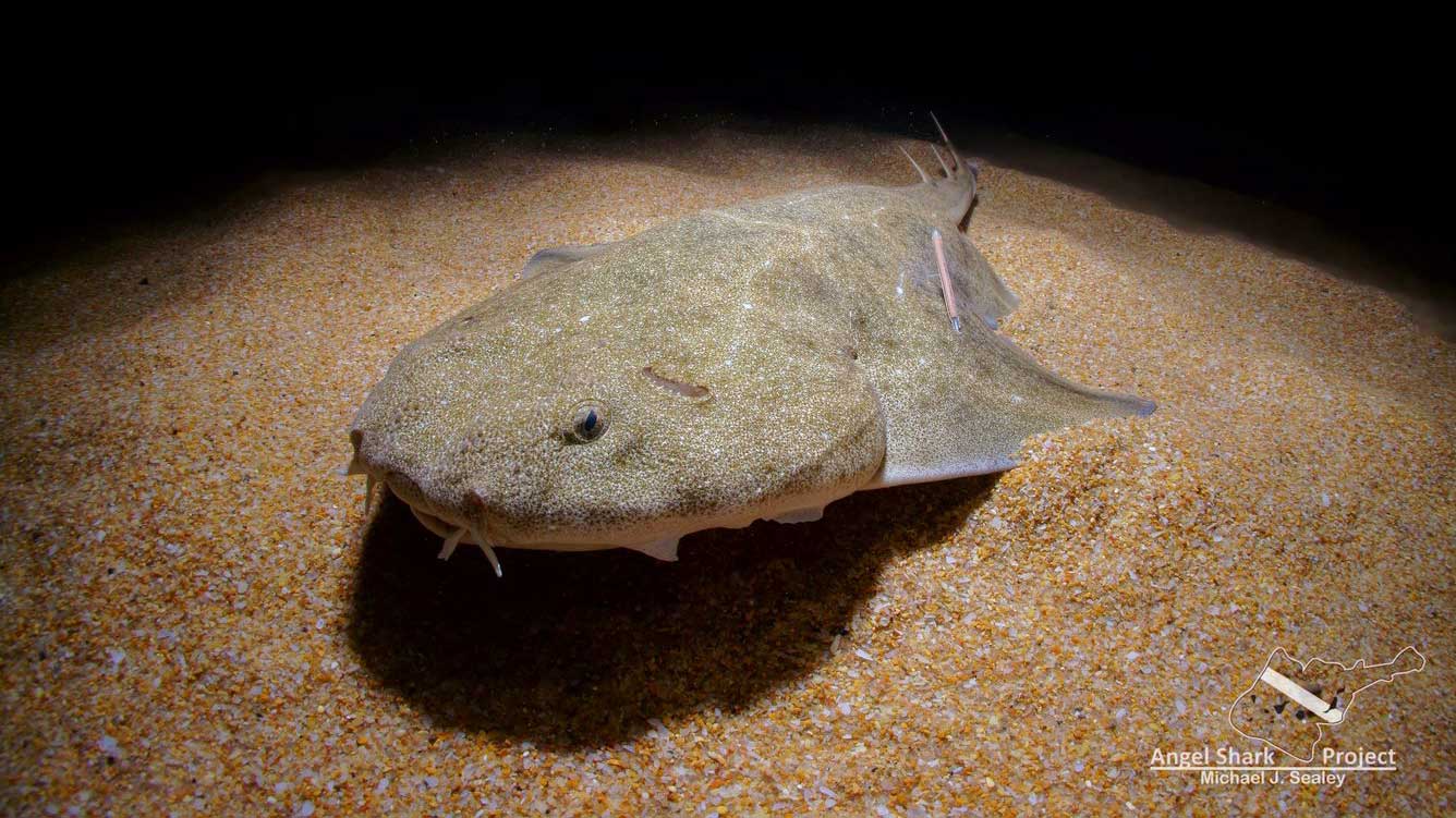 Angelshark Project: Wales - Safeguarding one of the world's rarest ...